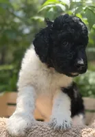 Miss Orange , a female Goldendoodle for sale in Pierson, FL – 5 of 10