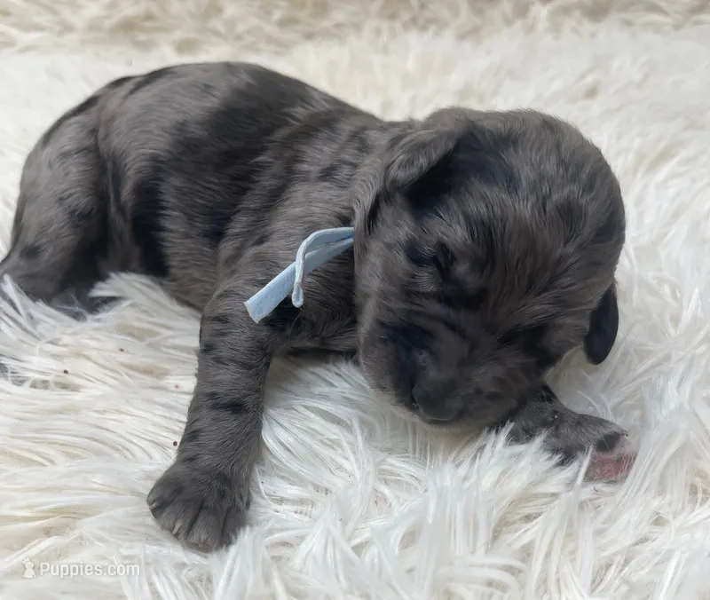 Mr Light Blue Collar – Goldendoodle puppy for sale in Pierson, FL