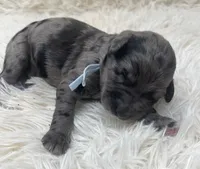 Mr Light Blue Collar, a male Goldendoodle for sale in Pierson, FL – 1 of 4