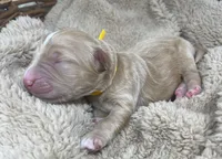 Mr Yellow, a male Goldendoodle for sale in Pierson, FL – 2 of 4