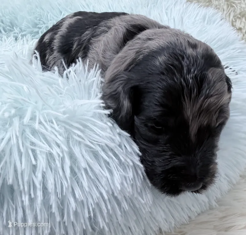 Mr Dark Green Collar – Goldendoodle puppy for sale in Pierson, FL