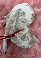 HOPE - Red Collar, a female Goldendoodle and Double Doodle for sale in Pierson, FL – 2 of 4
