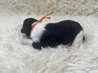 Miss Orange , a female Goldendoodle for sale in Pierson, FL – 3 of 4