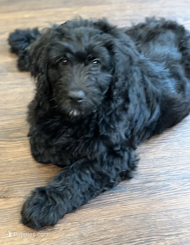 Miss Pink Collar – Goldendoodle puppy for sale in Pierson, FL