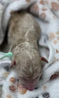 VIXEN - Light Green, a male Goldendoodle and Double Doodle for sale in Pierson, FL – 2 of 3