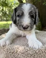 Mr Red, a male Goldendoodle for sale in Pierson, FL – 1 of 7