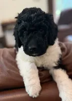 Miss Orange , a female Goldendoodle for sale in Pierson, FL – 6 of 10