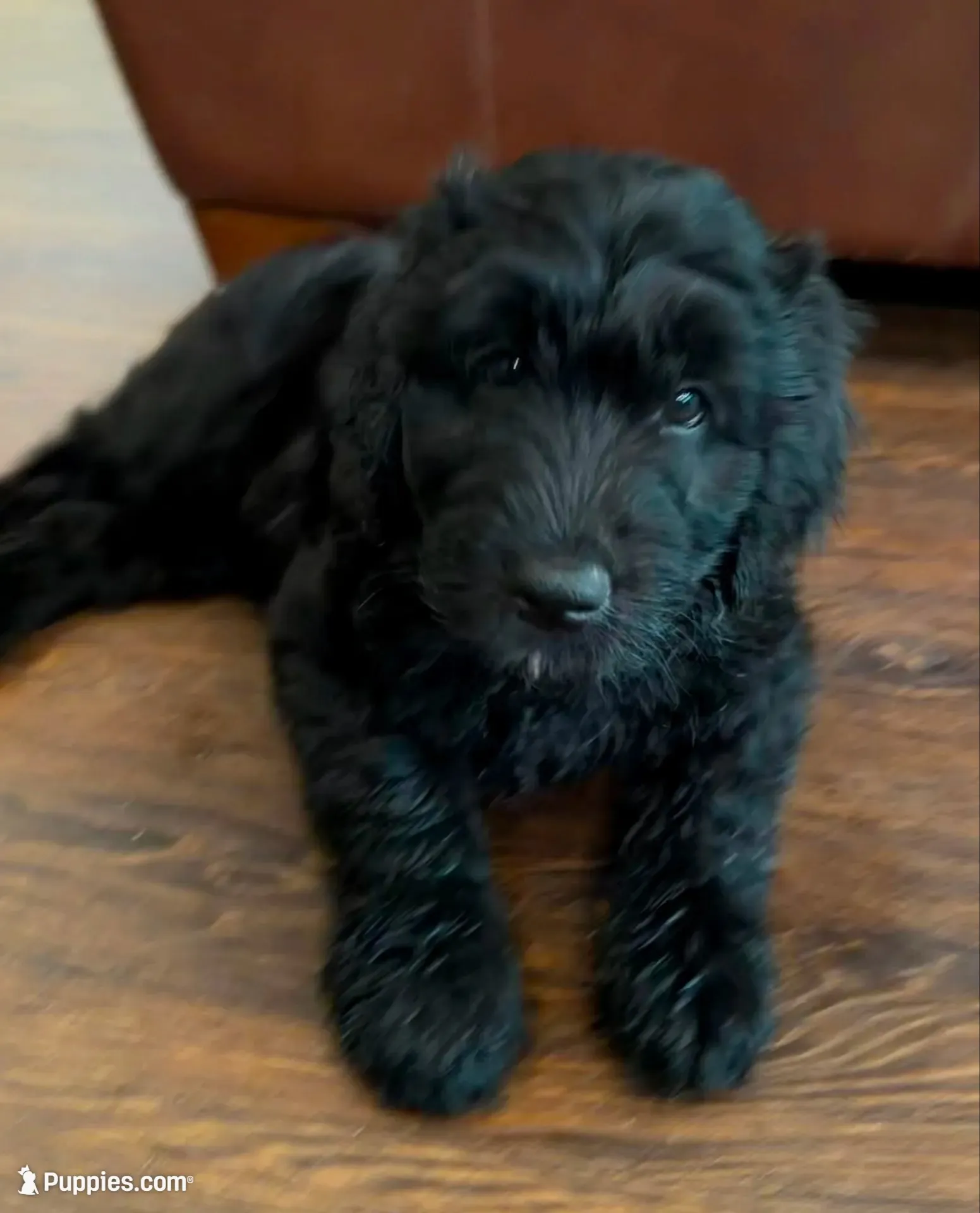 Miss Pink Collar, a female Goldendoodle for sale in Pierson, FL – 4 of 10