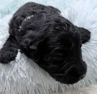 Mr Cream Collar , a male Goldendoodle for sale in Pierson, FL – 7 of 8