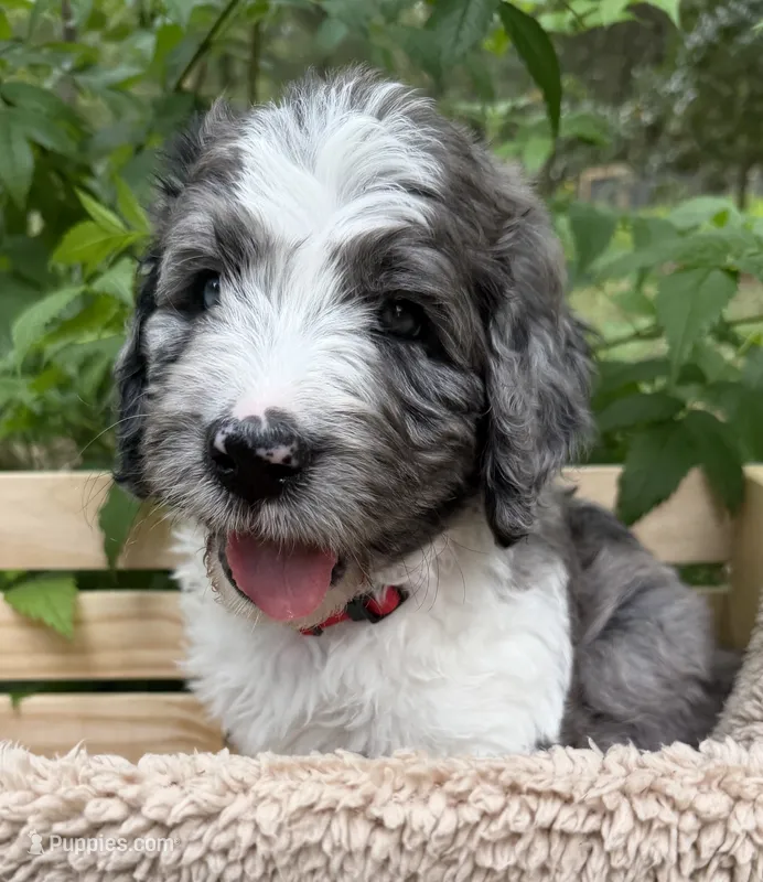 Mr Red – Goldendoodle puppy for sale in Pierson, FL