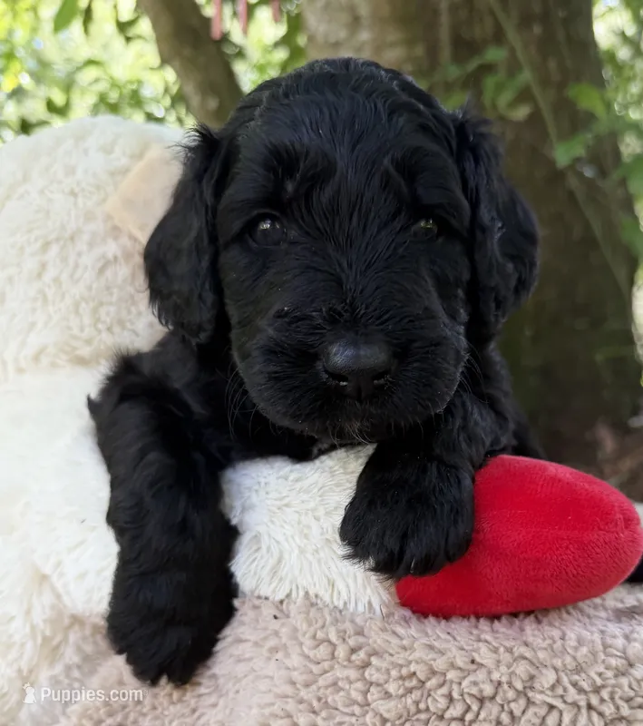 Mr Cream Collar  – Goldendoodle puppy for sale in Pierson, FL