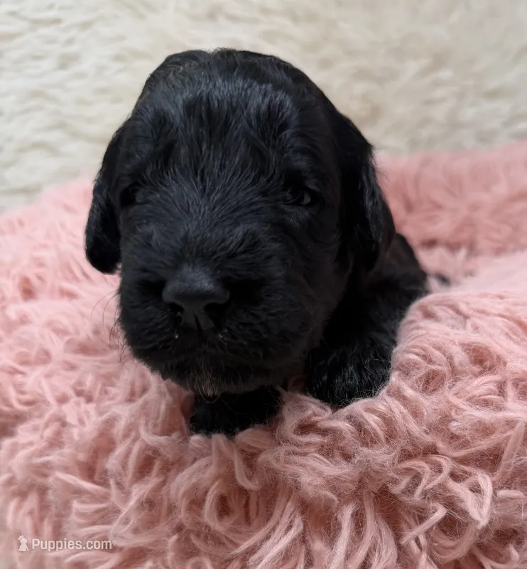 Miss Pink Collar – Goldendoodle puppy for sale in Pierson, FL