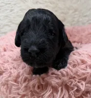 Miss Pink Collar, a female Goldendoodle for sale in Pierson, FL – 1 of 7