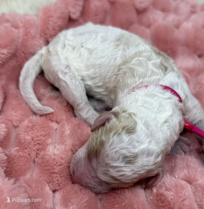 GRACE - Pink Collar – Goldendoodle, Double Doodle puppy for sale in Pierson, FL