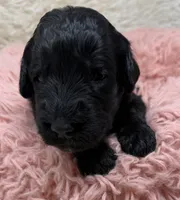 Miss Pink Collar, a female Goldendoodle for sale in Pierson, FL – 3 of 7