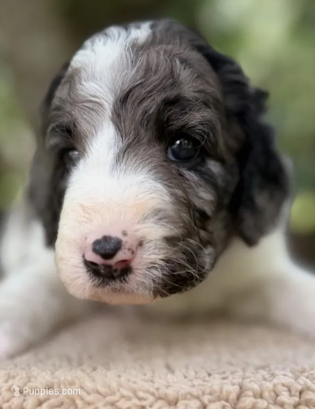 Miss Purple Collar – Goldendoodle puppy for sale in Pierson, FL