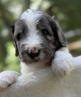 Mr Red, a male Goldendoodle for sale in Pierson, FL – 4 of 7