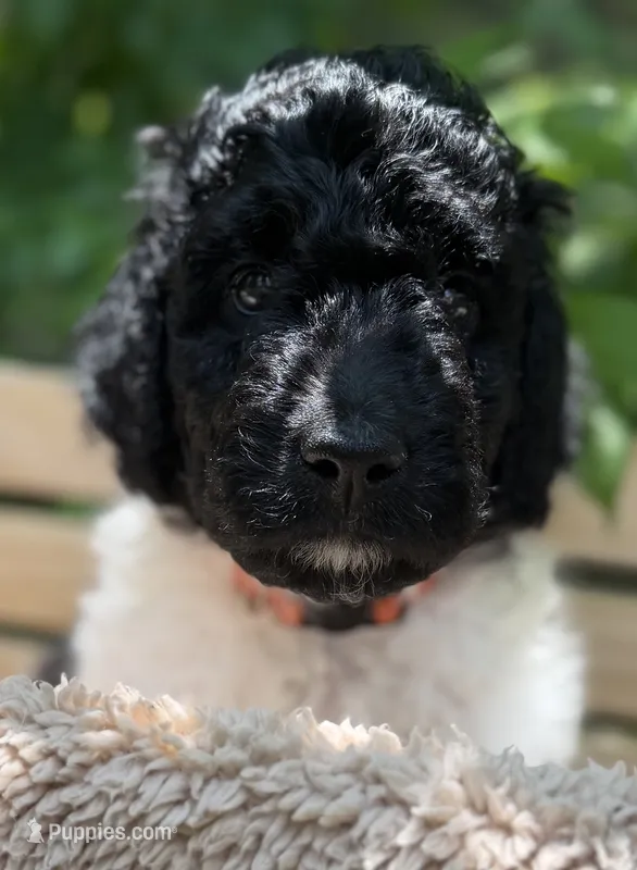 Miss Orange  – Goldendoodle puppy for sale in Pierson, FL