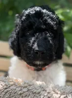 Miss Orange , a female Goldendoodle for sale in Pierson, FL – 1 of 10