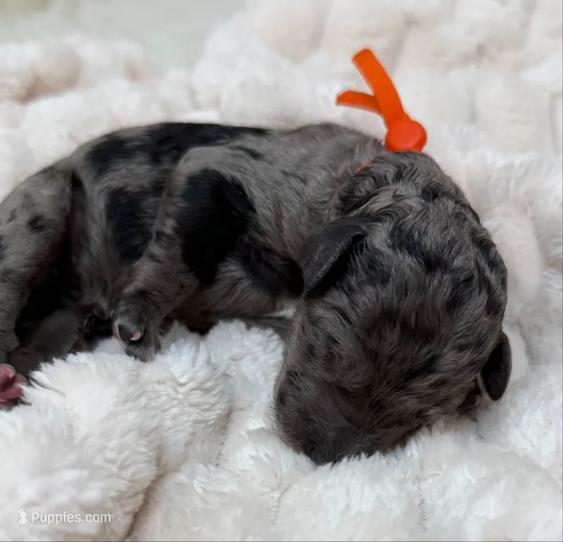 JOY - Orange Collar – Goldendoodle, Double Doodle puppy for sale in Pierson, FL
