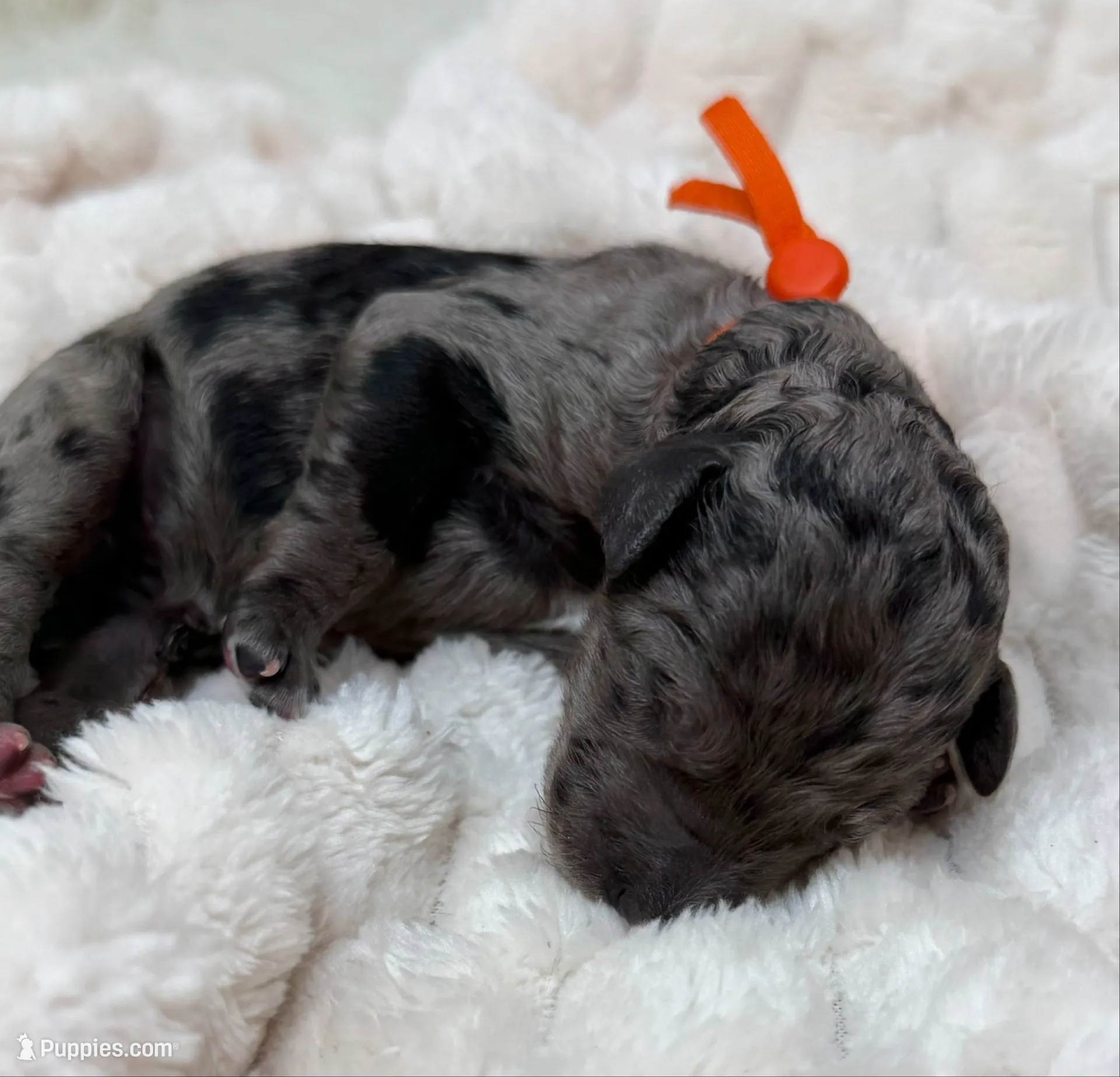 JOY - Orange Collar, a female Goldendoodle and Double Doodle for sale in Pierson, FL – 1 of 4