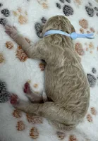 DASHER - Light Blue Collar, a male Goldendoodle and Double Doodle for sale in Pierson, FL – 4 of 5
