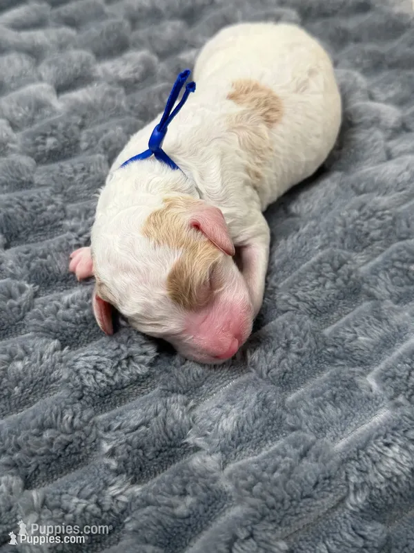 PRANCER - Blue Collar – Goldendoodle, Double Doodle puppy for sale in Pierson, FL