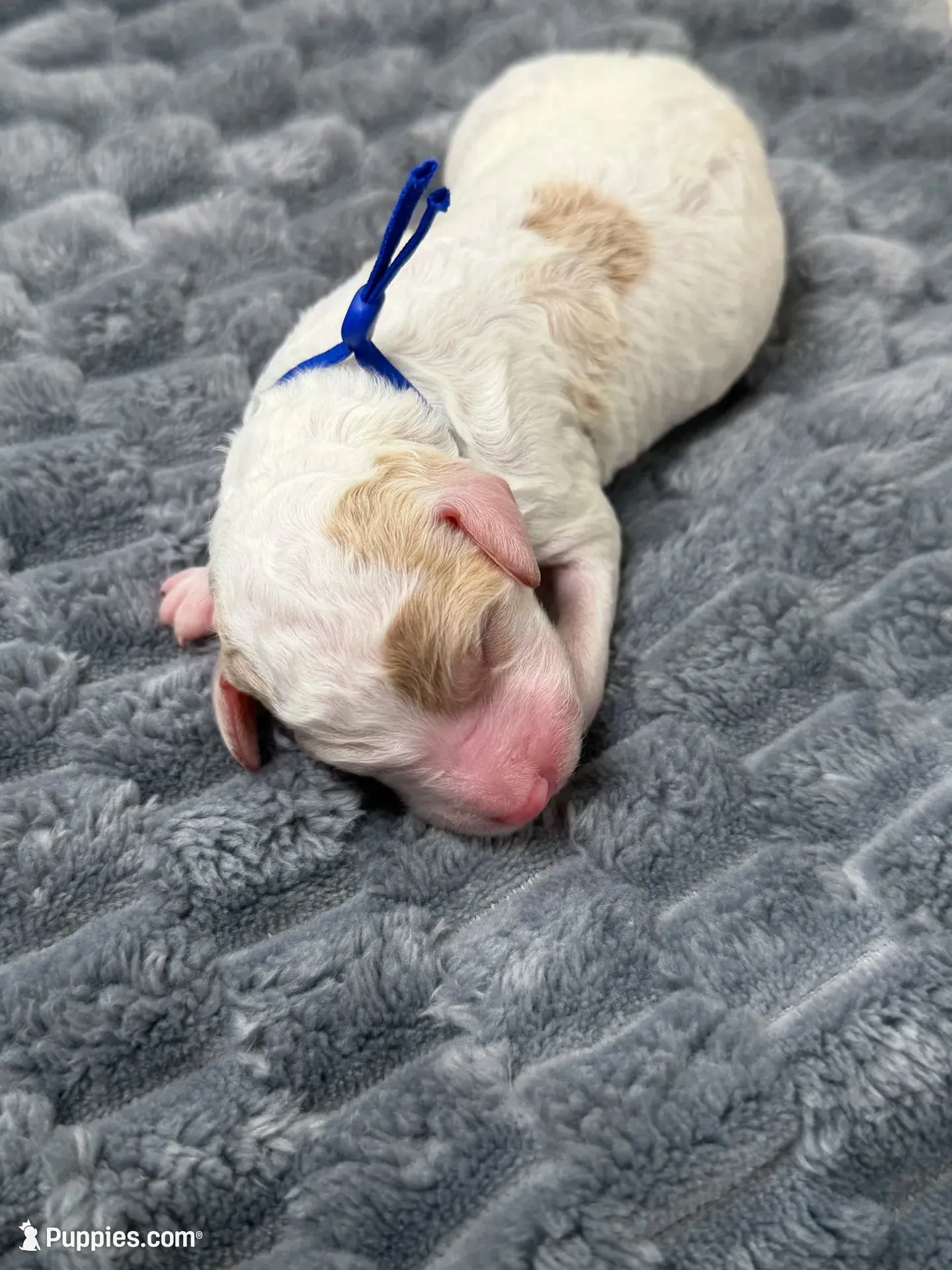 PRANCER - Blue Collar, a female Goldendoodle and Double Doodle for sale in Pierson, FL – 1 of 4