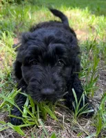 Miss Pink Collar, a female Goldendoodle for sale in Pierson, FL – 8 of 10