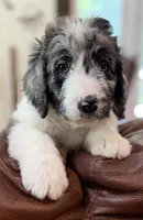 Miss Purple Collar, a female Goldendoodle for sale in Pierson, FL – 3 of 9