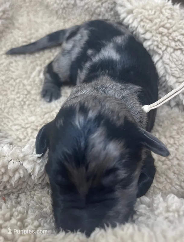 Mr Tan Collar – Goldendoodle puppy for sale in Pierson, FL