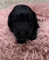 Miss Pink Collar, a female Goldendoodle for sale in Pierson, FL – 2 of 7