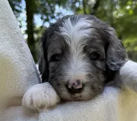 Mr Red, a male Goldendoodle for sale in Pierson, FL – 3 of 7