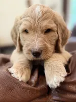 Mr Yellow, a male Goldendoodle for sale in Pierson, FL – 8 of 10