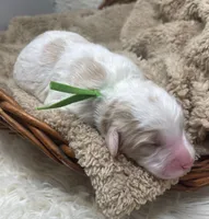 Mr Green, a male Goldendoodle for sale in Pierson, FL – 2 of 4
