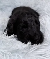 Mr Cream Collar , a male Goldendoodle for sale in Pierson, FL – 6 of 8