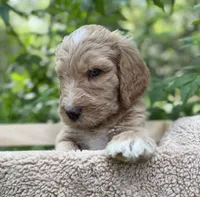 Mr Yellow, a male Goldendoodle for sale in Pierson, FL – 2 of 10