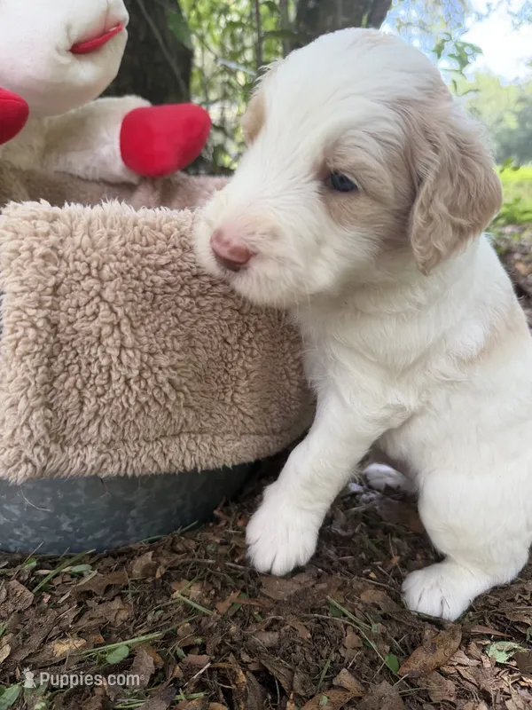 Mr Green – Goldendoodle puppy for sale in Pierson, FL
