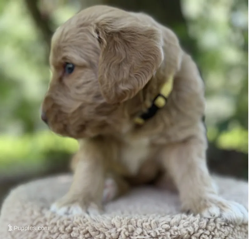 Mr Yellow – Goldendoodle puppy for sale in Pierson, FL