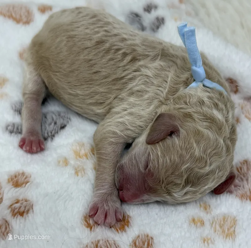 DASHER - Light Blue Collar – Goldendoodle, Double Doodle puppy for sale in Pierson, FL