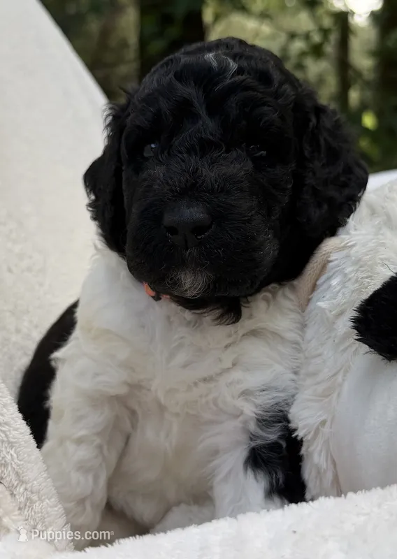 Miss Orange  – Goldendoodle puppy for sale in Pierson, FL