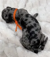 JOY - Orange Collar, a female Goldendoodle and Double Doodle for sale in Pierson, FL – 2 of 4