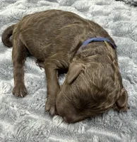 COMET - Navy Blue collar, a female Goldendoodle and Double Doodle for sale in Pierson, FL – 1 of 4