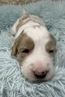 Mr Black Collar, a male Goldendoodle for sale in Pierson, FL – 4 of 7