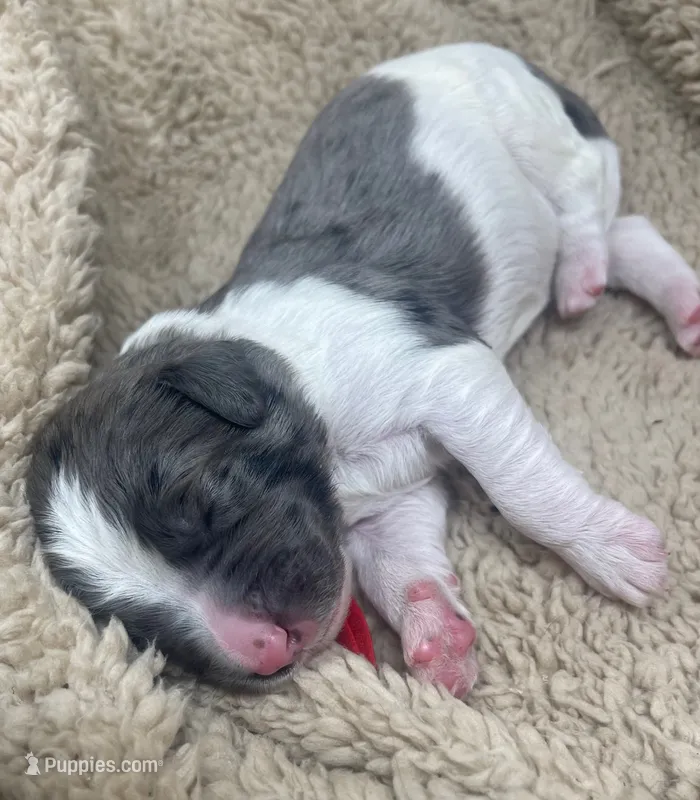 Mr Red – Goldendoodle puppy for sale in Pierson, FL