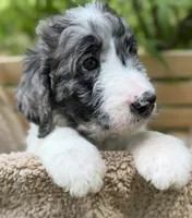 Miss Purple Collar, a female Goldendoodle for sale in Pierson, FL – 4 of 9