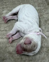 FAITH - Light Pink Collar, a female Goldendoodle and Double Doodle for sale in Pierson, FL – 3 of 4