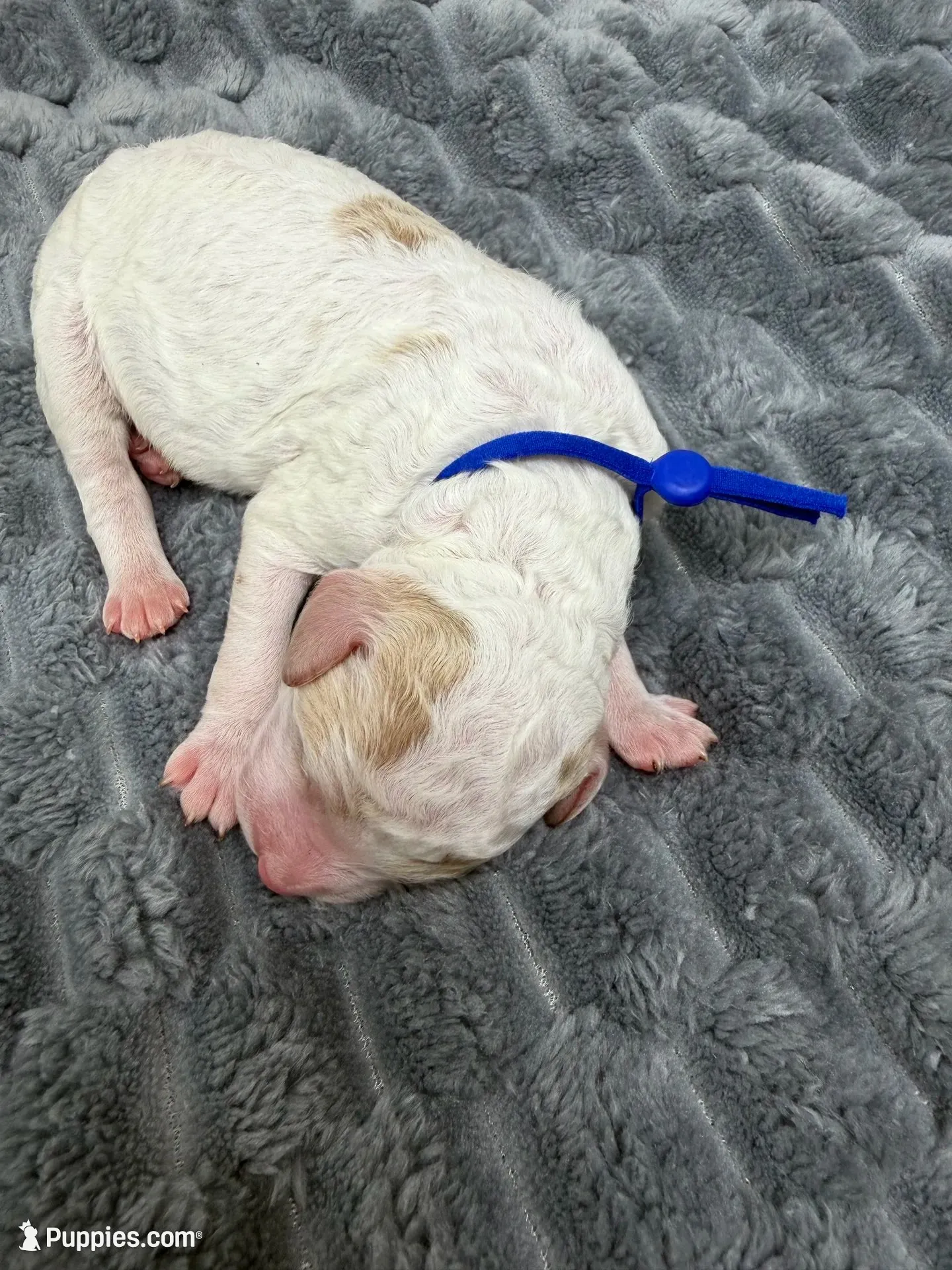 PRANCER - Blue Collar, a female Goldendoodle and Double Doodle for sale in Pierson, FL – 2 of 4