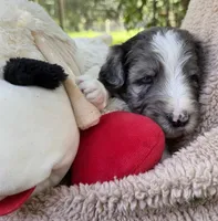 Mr Red, a male Goldendoodle for sale in Pierson, FL – 7 of 7