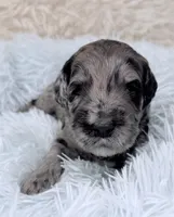 Mr Blue Collar, a male Goldendoodle for sale in Pierson, FL – 2 of 7